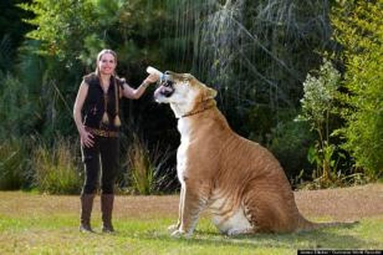 Hercules, memimliki berat 418 kilogram dan ditetapkan sebagai kucing terbesar di dunia.