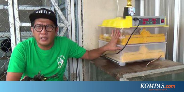 Ternak Ayam Cemani Orderan Rio Hingga Negeri Belanda