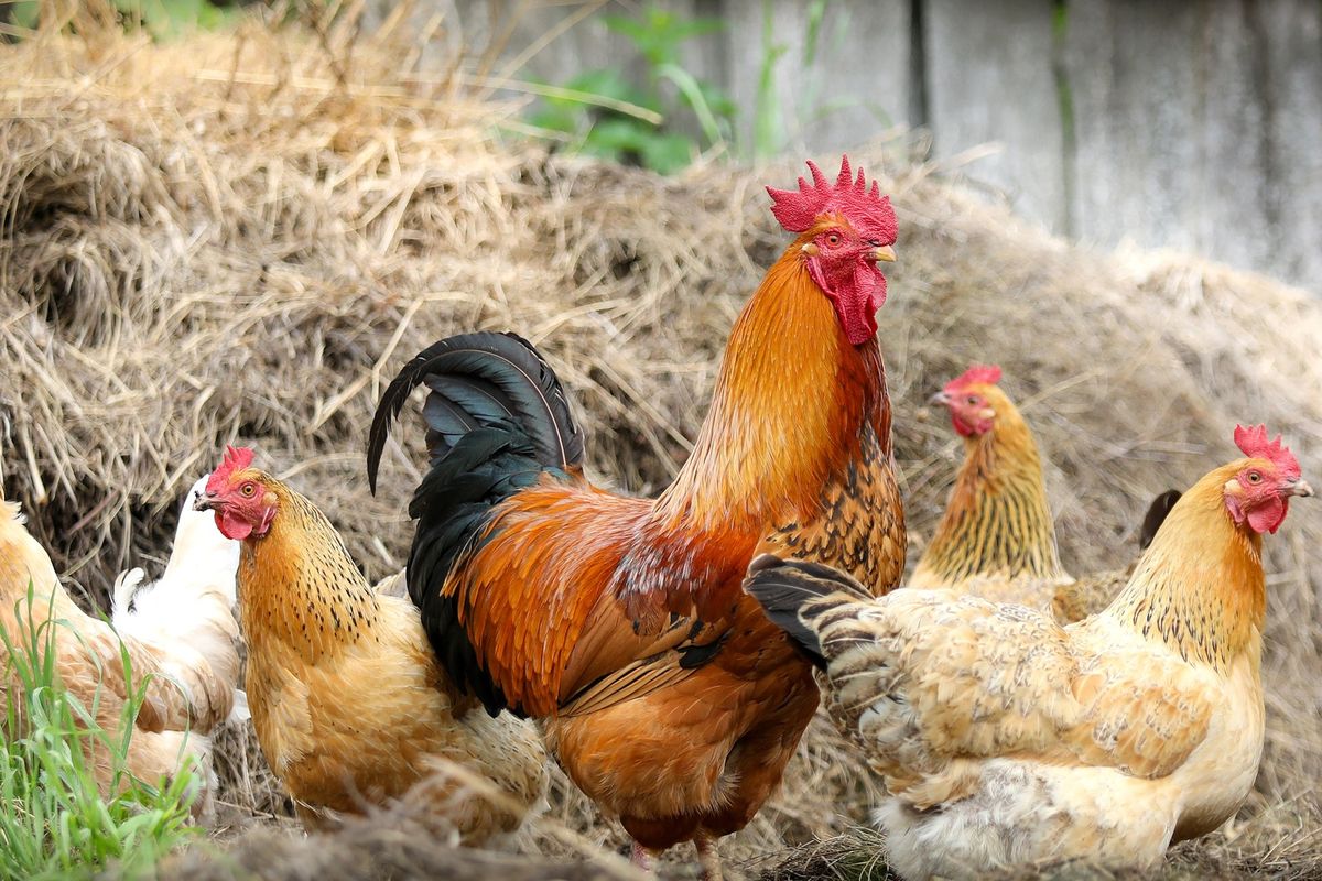 Ilustrasi ayam, memelihara ayam. 