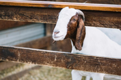 Penjualan Kambing di Pasar Gondanglegi Malang Naik Jelang Idul Adha 2026, Harga Ikut Terkerek