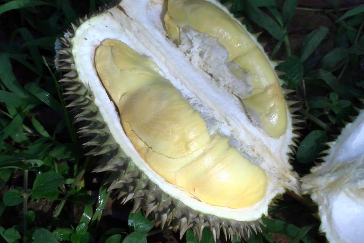 Durian matahari 