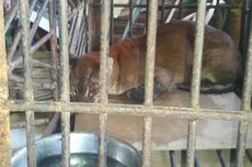 Golden Cat Gets Tangled Up in Wild Boar Trap in Indonesia’s West Sumatra