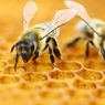 Lebah Madu: Ciri-ciri, Habitat, dan Makanan