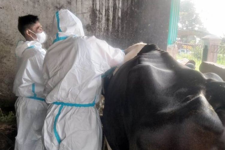 Kegiatan vaksinasi pada hewan ternak di Kabupaten Cianjur, Jawa Barat, di tengah wabah PMK.