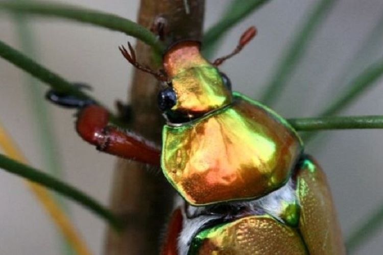 Kumbang yang bersinar, bagi banyak warga Australia, adalah tanda Natal telah tiba