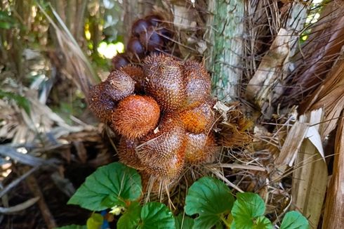 Cara Menanam Salak Pondoh agar Berbuah Banyak