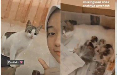 Viral Video Siswa SMA di Semarang Pelihara Induk Kucing dan 4 ...