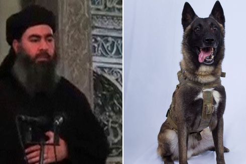 Terungkap, Inilah Identitas Anjing MIliter yang Kejar Pemimpin ISIS Abu Bakar al-Baghdadi