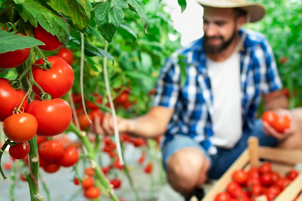 Ilustrasi menanam tomat, panen tomat. 
