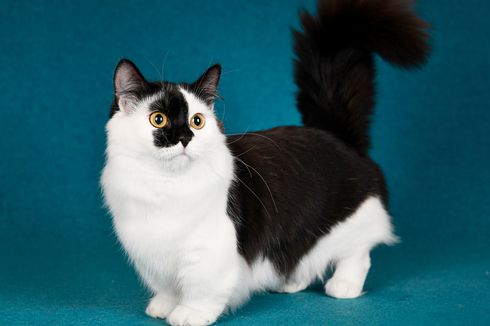 5 Ras Kucing dengan Warna Bulu Hitam Putih, seperti Pakai Tuksedo