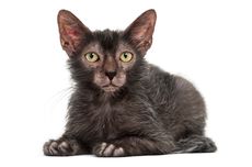 Mengenal Kucing Lykoi dari Ciri-ciri hingga Cara Merawatnya