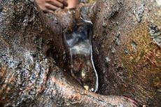 Warga di Baubau Heboh, Tiba-tiba Air Keluar dari Batang Pohon
