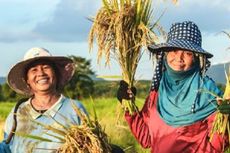 Ada AUTP, Kini Petani Padi Tidak Lagi Khawatir Gagal Panen