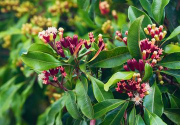 Cara Menanam Cengkeh di Pot, Solusi untuk Lahan Sempit