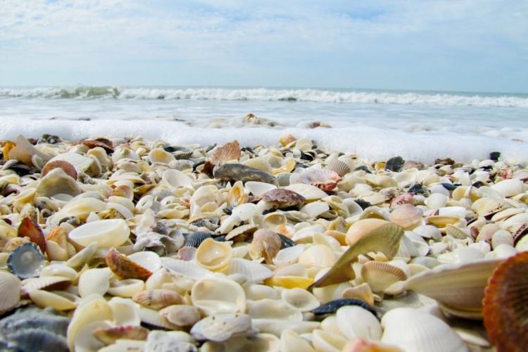 Kumpulan cangkang kerang di Pantai Somerset Creek, Bahama.