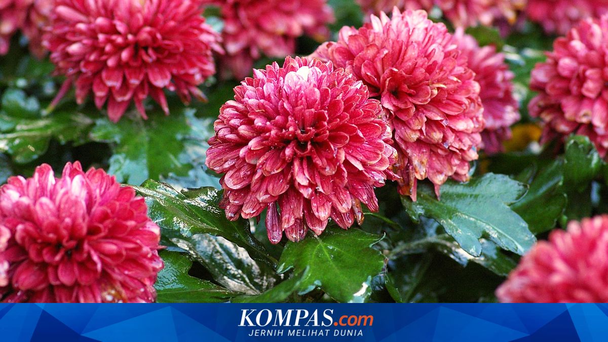 8 Bunga Cantik Ini Tidak Mudah Layu dalam Sebulan