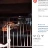 Kisah Gadis Kecil Selma yang Takut Sekolahnya Hilang, Menangis Tiap Hari hingga Kenakan Seragam Lengkap