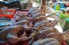 Pasca-Lebaran, Harga Ayam di Semarang Masih Tinggi