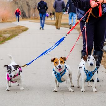 Ilustrasi anjing, ilustrasi harness anjing, ilustrasi mengajak anjing jalan-jalan, ilustrasi anjing jalan-jalan.