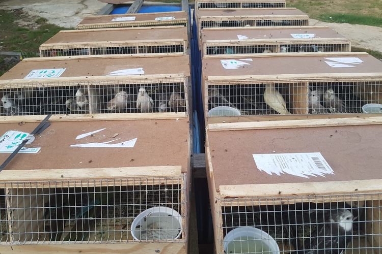 141 burung kakak tua yang dibawa dari Batam diamakan kepolisian resort indragiri hilir yang rencananya akan diseludupkan menuju Tembilahan, Riau (Dok.polres Inhil)