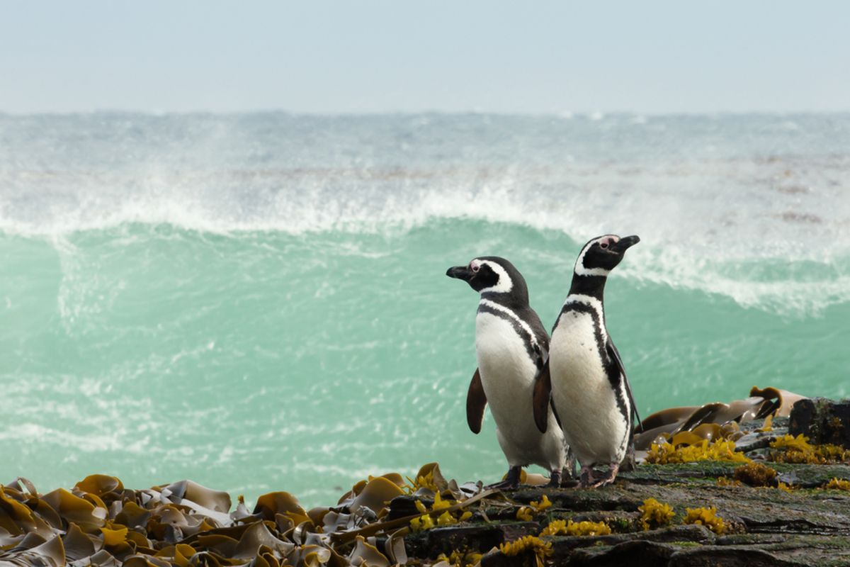 Ilustrasi penguin Magellan.