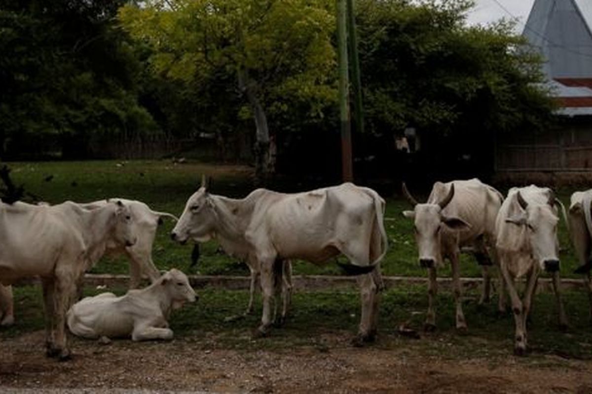 Hari Hewan Ternak Sedunia diperingati tiap tanggal 2 Oktober setiap tahunnya. 