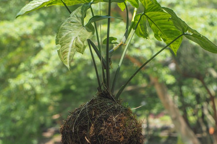 Ilustrasi menanam tanaman dengan sistem aeroponik. 