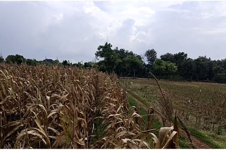 Rata-rata warga Desa Sumurgeneng, Tuban, Jawa Timur, memiliki pekerjaan bertani jagung. Dalam sekali panen warga bisa mendapatkan Rp 18 juta-Rp 20 juta.
