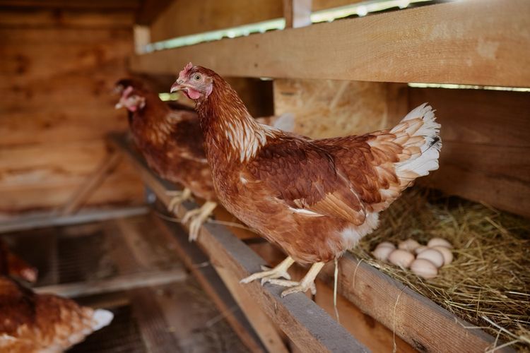 'Cage Free Eggs', Mengangkat Isu Kesejahteraan di Sebutir Telur