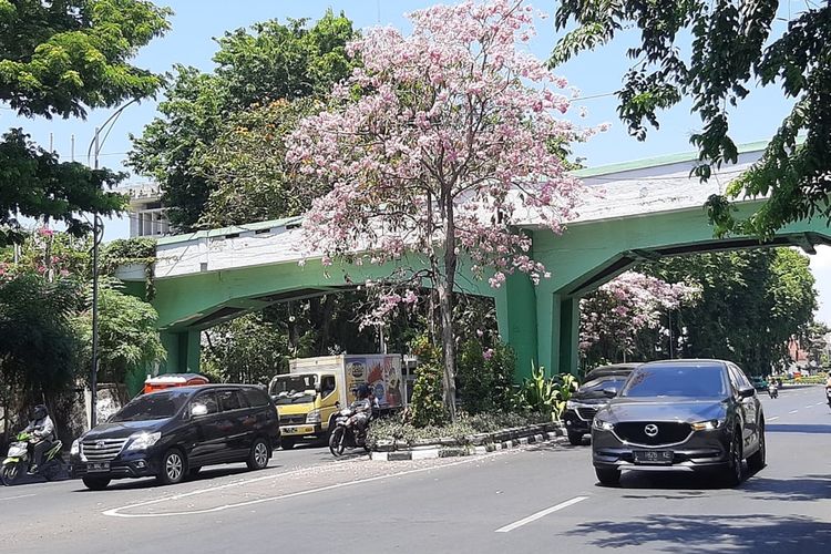 Pohon Tabebuya berbunga di Jalan Pahlawan Surabaya