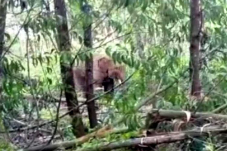 Seekor gajah liar sedang mencari makanan dikawasan perkebunan warga di Kecamatan Pangkalan Kerinci, Kabupaten Pelalawan, Riau. Dok BBKSDA Riau