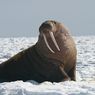 Mengenal Walrus, Kerabat Dekat Singa Laut dan Anjing Laut
