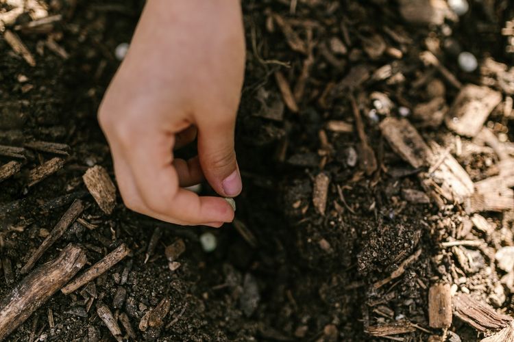 ilustrasi menanam benih jagung manis