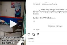 Video Ular King Cobra Keluar dari Paket di Kantor Jasa Pengiriman, Bagaimana Ceritanya?