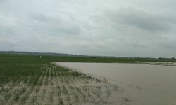 Pemerintah Targetkan Semua Lahan Pertanian di Bantaeng Masuk AUTP, Begini Caranya