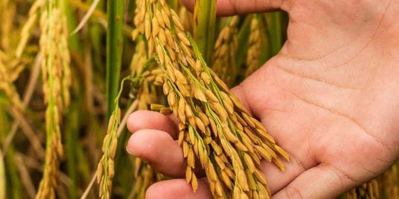 Petani Landak Dapat Bantuan 11 Ribu Hektare Benih Padi Gogo dari Kementan