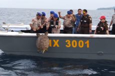 Puluhan Penyu Hasil Sitaan Dilepasliarkan di Perairan Laut Donggala