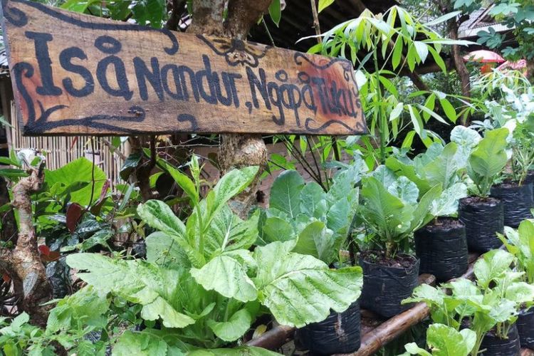 Ini kegiatan Kawasan Rumah Pangan Lestari (KRPL) yang dikembangkan Kementerian Pertanian dan dikelola  KWT Seruni Menoreh Indah di Desa Sidoharjo, Kecamatan Samigaluh, Kabupaten Kulonprogo.