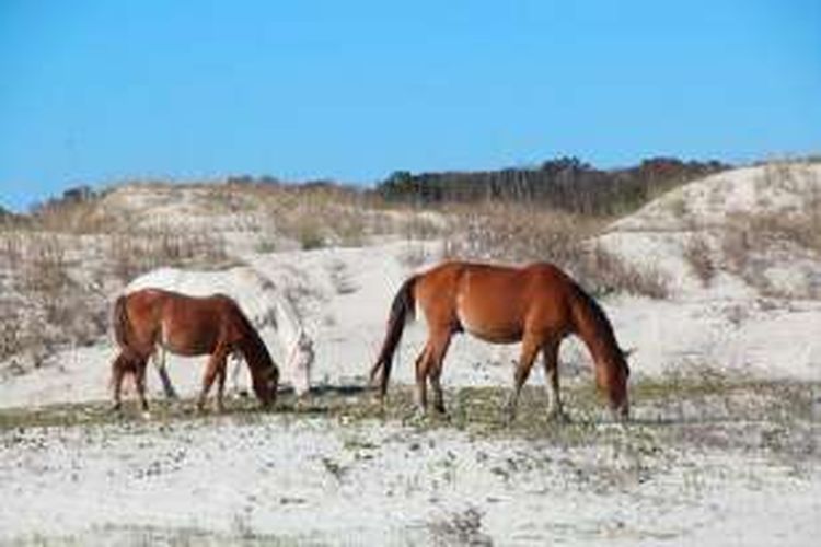 Kuda liar ini terlihat di tepi pantai Cumberland Island, Georgia, AS.