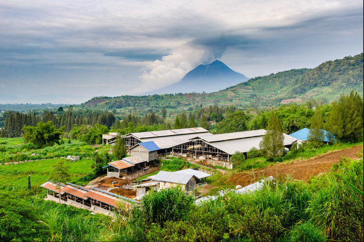 Gundaling Farmstead, peternakan sapi terintegrasi yang berada di kawasan Berastagi, Kabupaten Karo, Sumatera Utara