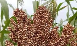 Tak Pakai Tebu, Pertamina Akan Kembangkan Bioetanol dari Sorgum