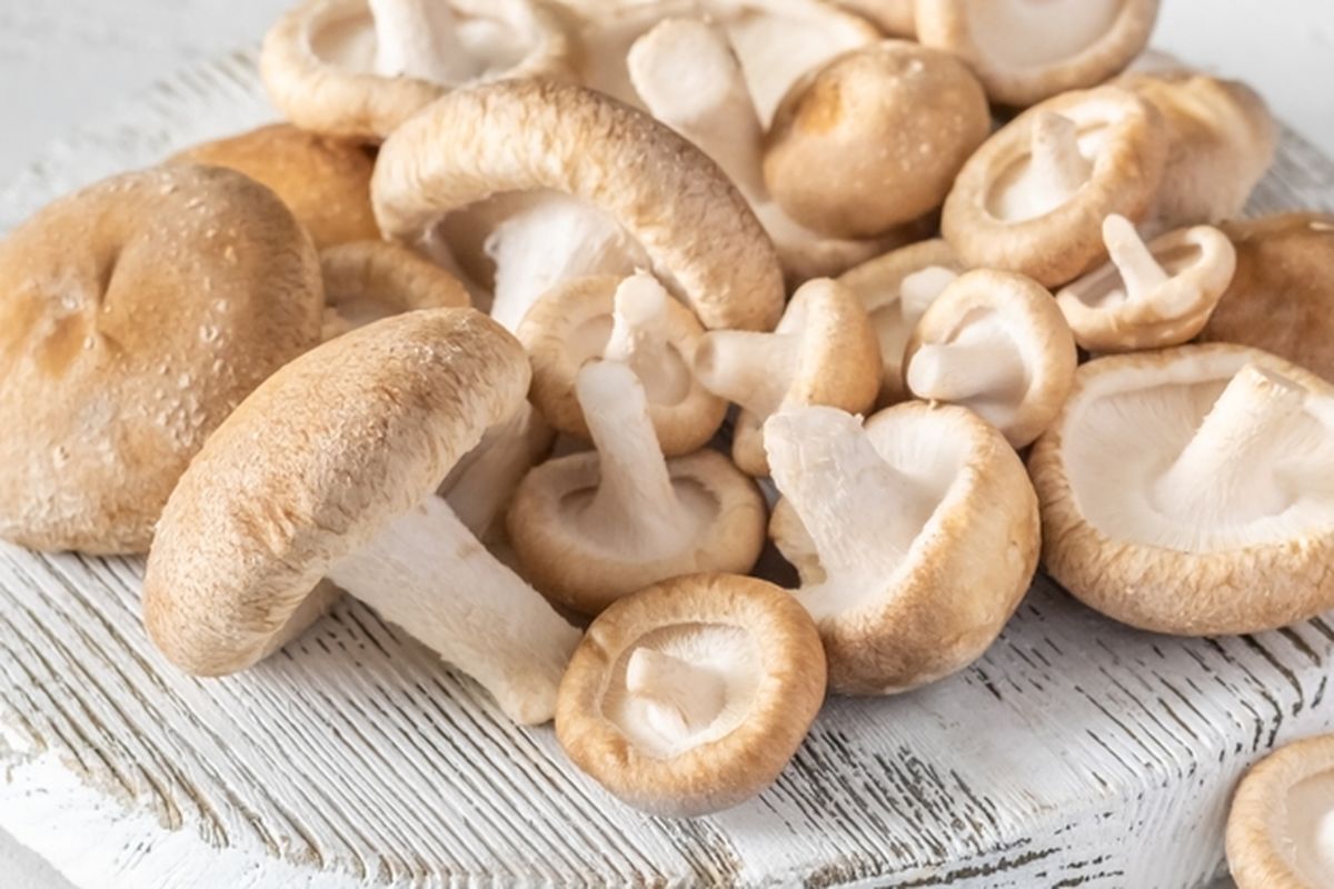 Ilustrasi jamur shiitake. 