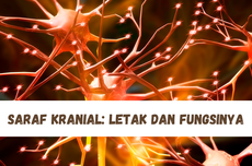 Saraf Kranial: Letak dan Fungsinya