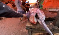 Ikan Marlin Jadi Ikon Kabupaten Pesisir Barat, Legenda Nelayan Ditarik Ikan Semalaman