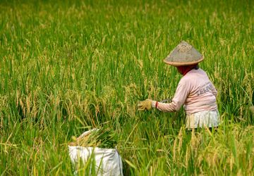 Kedaulatan Pangan di Tanah Rapuh: Janji Agraria yang Belum Tercapai