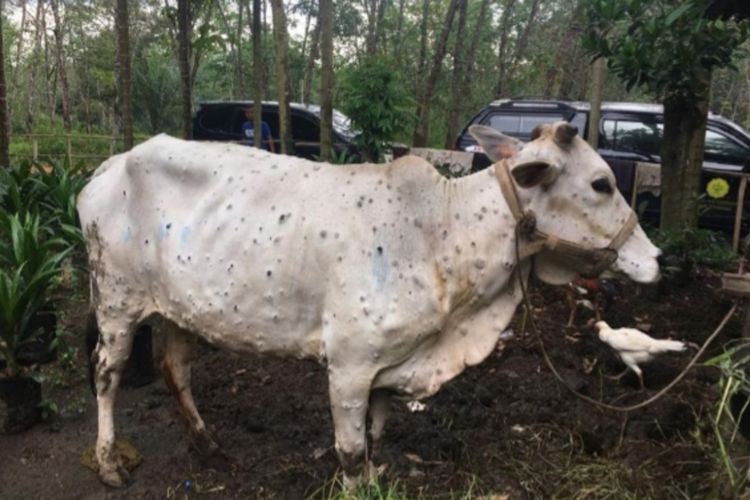 A file photo of lumpy skin disease in a cow in Riau, Indonesia. 