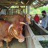 115 Sapi di Kabupaten Malang yang Terpapar PMK Sembuh Setelah Diberi Vitamin dan Antibiotik