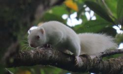 Lama Dilindungi Mitos, Bajing Albino Sangihe Kini Butuh Proteksi Tambahan