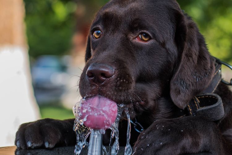 Ilustrasi anjing minum.