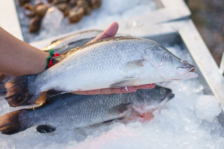  Ada banyak cara memilih ikan segar di pasar. Salah satunya dengan melihat mata ikan. 